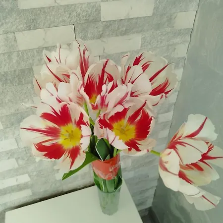 Aпартамент 5 * Warna