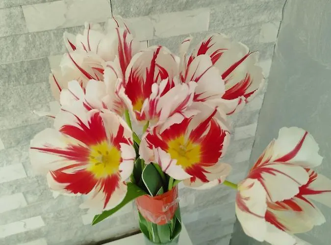 Aпартамент 5 * Варна